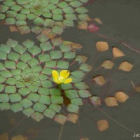Ludwigia sedoides (Bonpl.) H.Hara